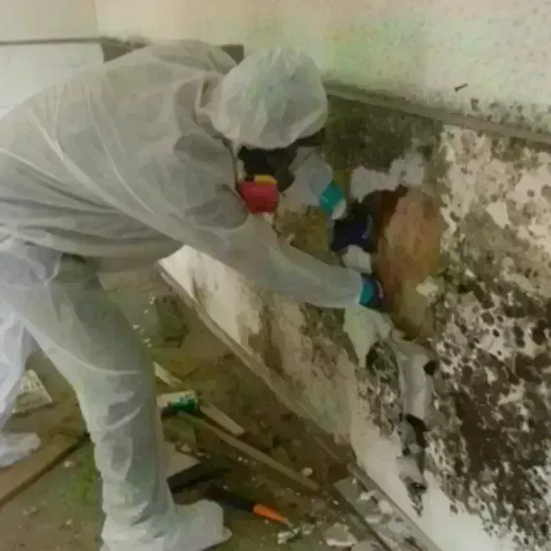 Mold Remediation and Removal in Butler County, KS